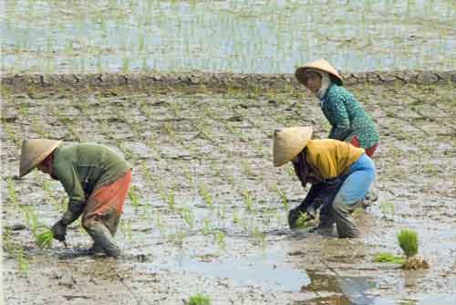 planters with rice-AsiaPhotoStock