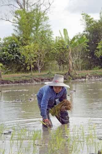 planting-AsiaPhotoStock