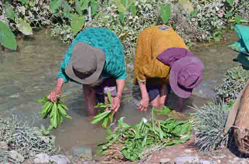 planting-AsiaPhotoStock