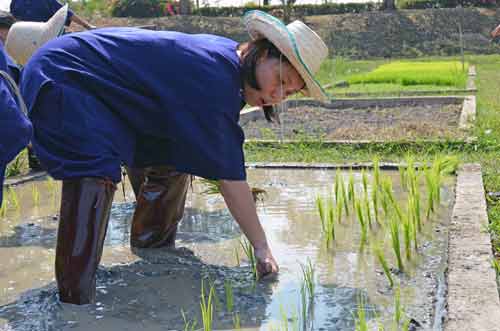 planting sukhothai rice-AsiaPhotoStock