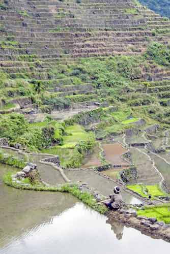 batad lady on terrace-AsiaPhotoStock