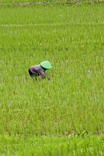 rice planting ambarawa-AsiaPhotoStock
