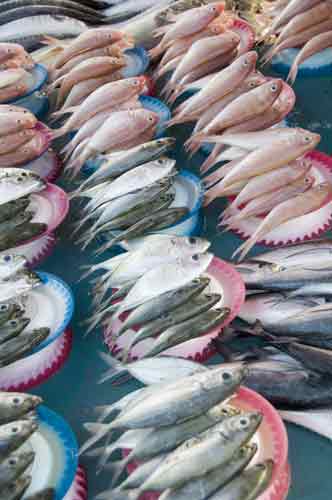 plates of fish-AsiaPhotoStock