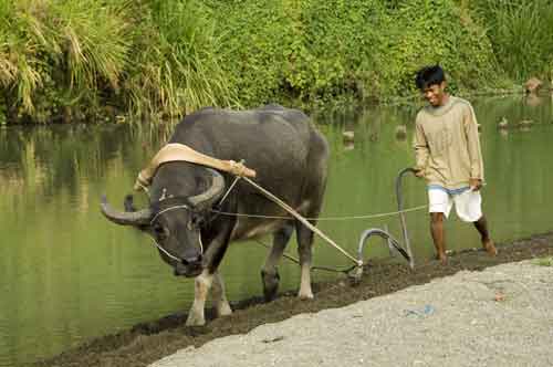 carabao ploughing-AsiaPhotoStock