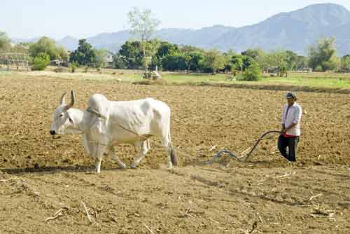 camanggaan plough-AsiaPhotoStock