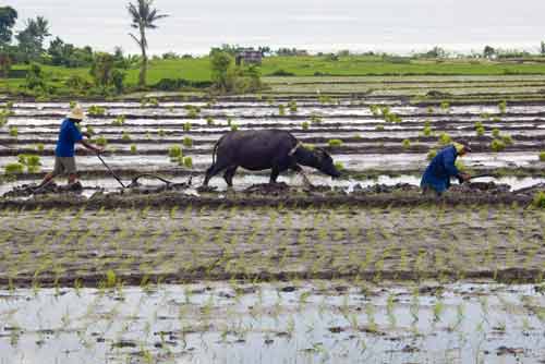 carabao ploughs field-AsiaPhotoStock