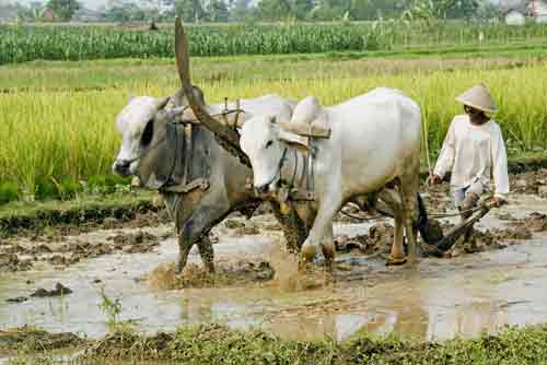 plough team-AsiaPhotoStock