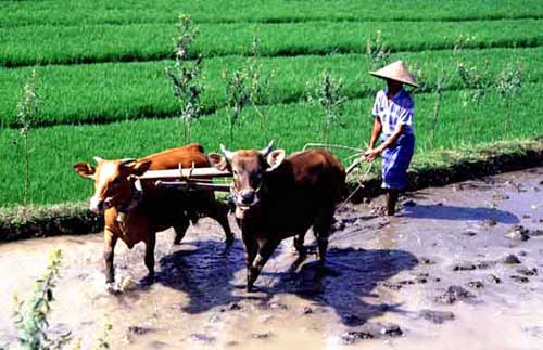 ploughing rice field-AsiaPhotoStock