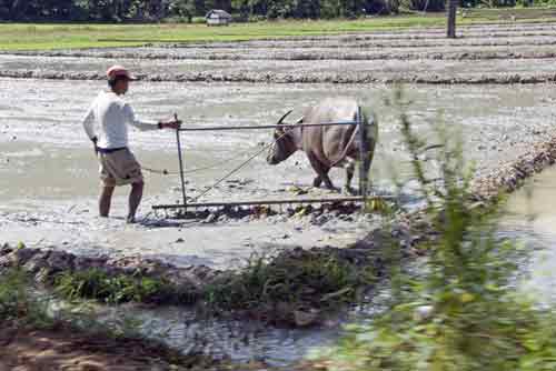 carabao turns-AsiaPhotoStock