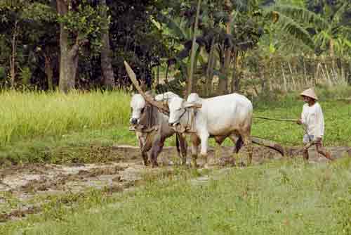 ploughing team-AsiaPhotoStock