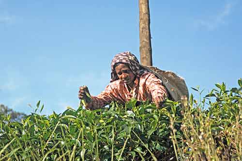 plucking tea-AsiaPhotoStock