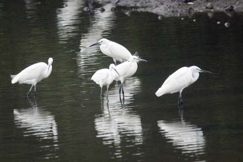 plumed egrets-AsiaPhotoStock