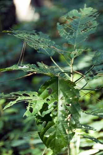 poison ivy-AsiaPhotoStock