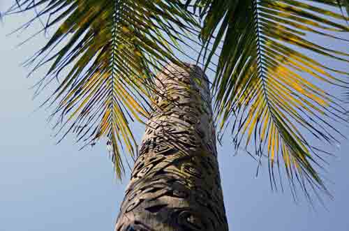 pole in trees-AsiaPhotoStock