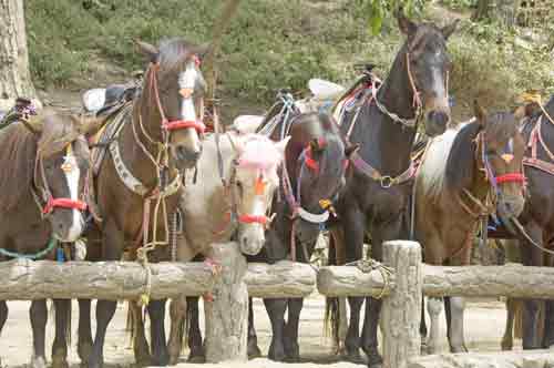 wright park ponies-AsiaPhotoStock