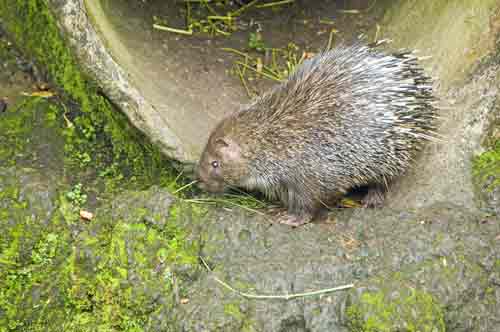 porcupine-AsiaPhotoStock