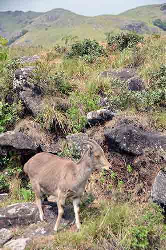 pose goat-AsiaPhotoStock