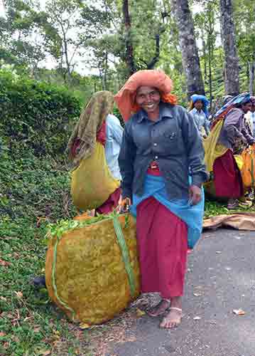 pose tea workers-AsiaPhotoStock