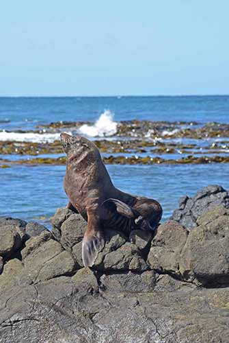 poser moeraki-AsiaPhotoStock