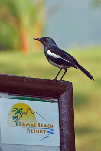 posing damai-AsiaPhotoStock