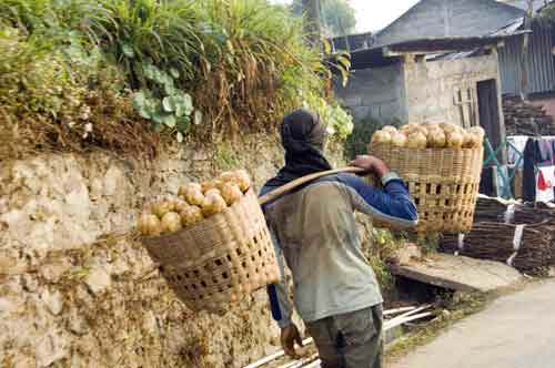 potato carry-AsiaPhotoStock