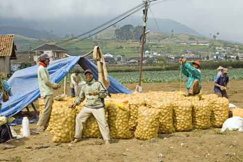 potato crop-AsiaPhotoStock