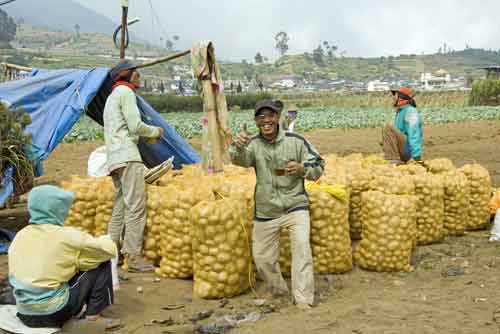 potatoe harvest-AsiaPhotoStock