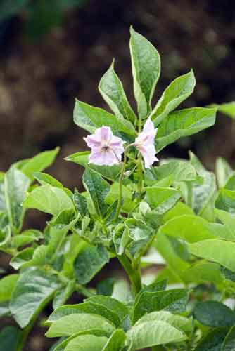 potato plant-AsiaPhotoStock