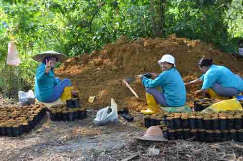 potting plants-AsiaPhotoStock