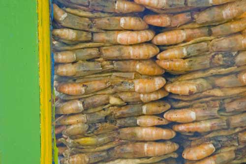 prawns for mee-AsiaPhotoStock