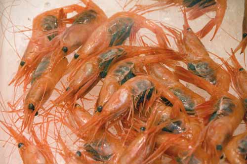 prawns-AsiaPhotoStock