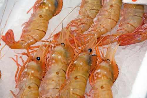 prawns omicho-AsiaPhotoStock