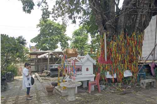 praying sacred tree-AsiaPhotoStock