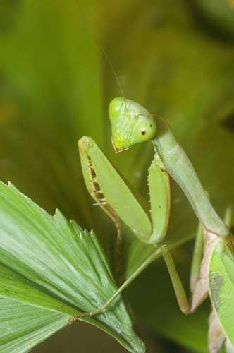 praying mantis-AsiaPhotoStock