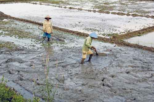 preparing land for rice-AsiaPhotoStock