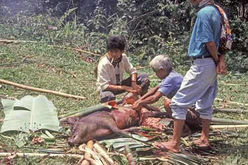 preparing pig-AsiaPhotoStock