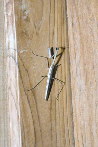 preying mantis-AsiaPhotoStock