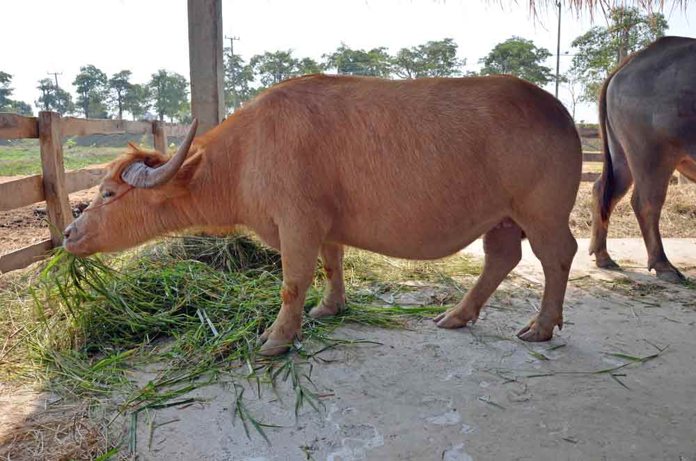 AsiaPhotoStock, chubby prize bull