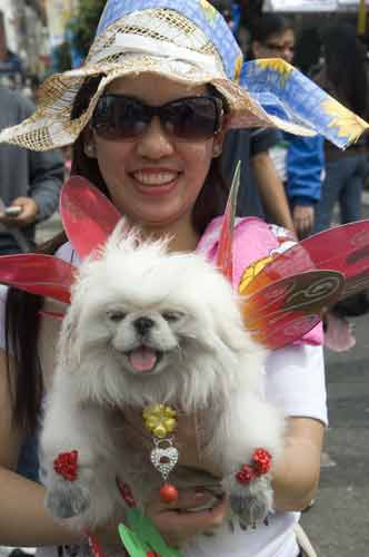 dog show baguio-AsiaPhotoStock
