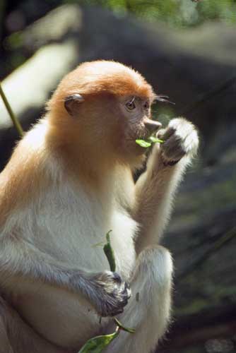 small proboscis monkey-AsiaPhotoStock