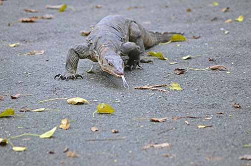 prowling monitor-AsiaPhotoStock