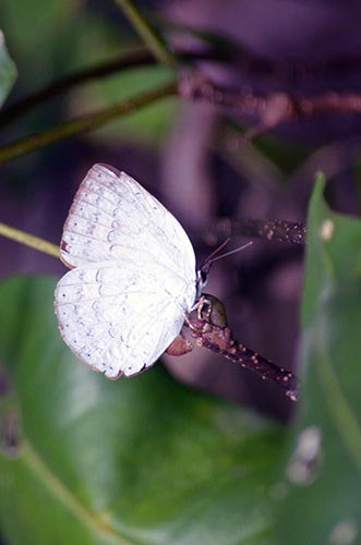 psyche butterfly singapore-AsiaPhotoStock