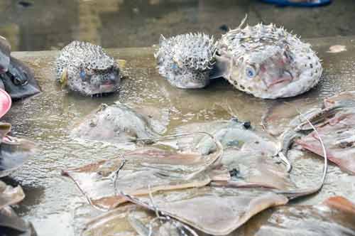 puffer and rays-AsiaPhotoStock