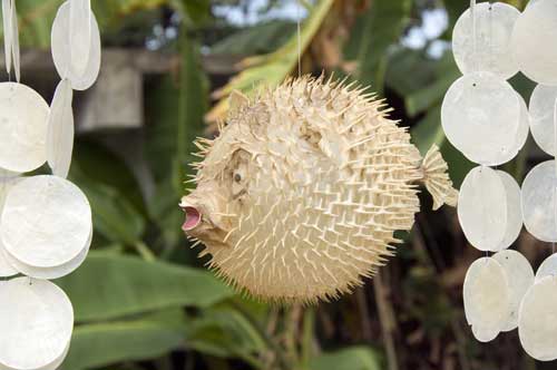 puffer fish and shells-AsiaPhotoStock