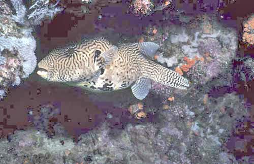 puffer fish-AsiaPhotoStock