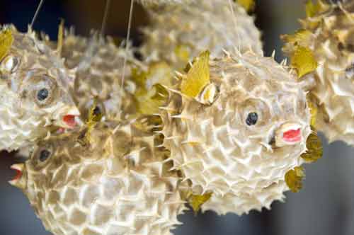 puffer fish souvenirs-AsiaPhotoStock