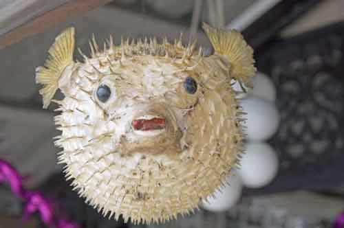 puffer fish ornaments-AsiaPhotoStock