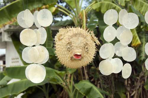 puffer fish red lips-AsiaPhotoStock