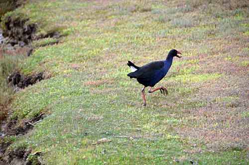 pukeko-AsiaPhotoStock