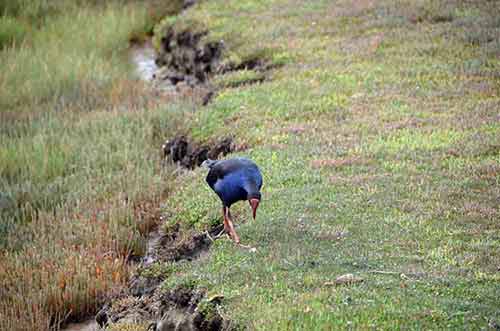 pukeko food-AsiaPhotoStock